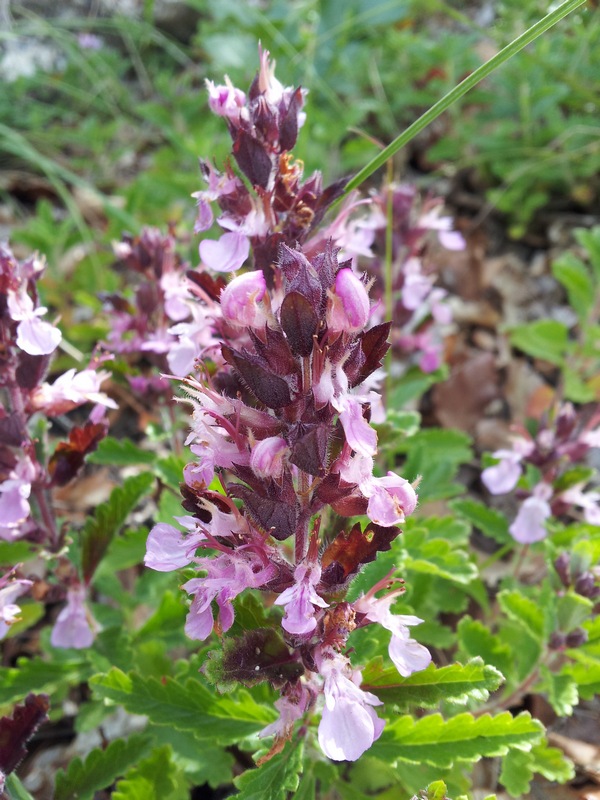 Teucrium chamaedrys